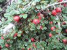 skalnk drobnolist - Cotoneaster microphyllus var. glacialis