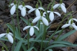 snenka podsnnk - Galanthus nivalis