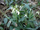 snenka podsnnk - Galanthus nivalis