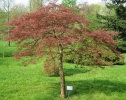 javor dlanitolist Dissectum Garnet - Acer palmatum Dissectum Garnet