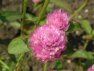 pestrovka kulovit - Gomphrena globosa