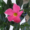 mandevila - Mandevilla sanderi