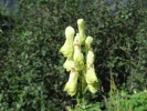 omj vl mor - Aconitum lycoctonum