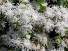 nestaec americk - Ageratum houstonianum