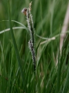 ostice obecn - Carex nigra