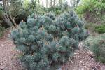 borovice lesn Hibernia - Pinus sylvestris Hibernia