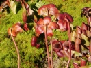 pirlice nachov - Sarracenia purpurea