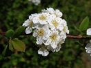 tavolnk vznan - Spiraea  arguta