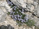 koulenka srditolist - Globularia cordifolia