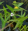 patka vodn - Sagittaria sagittifolia