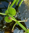 patka vodn - Sagittaria sagittifolia