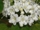 tualaj vavnolist - Viburnum tinus