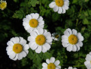 imbaba obecn - Pyrethrum parthenium