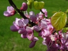 zmarlika nsk - Cercis chinensis