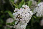 kalina Burkwoodova - Viburnum  burkwoodii