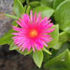 aptnie srditolist - Mesembryanthemum cordifolium