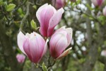 cholan Soulangev Speciosa - Magnolia  soulangeana Speciosa