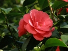 kamlie japonsk - Camellia japonica