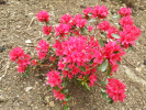 pnink japonsk Thierry - Rhododendron japonicum Thierry