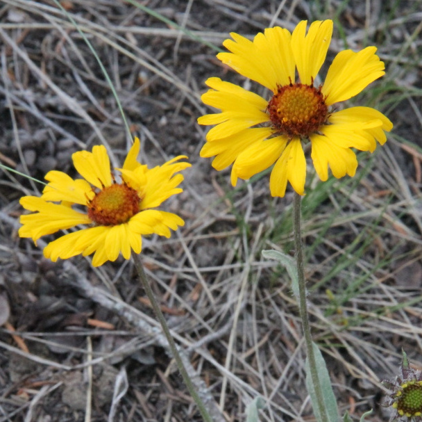 kokarda - Gaillardia aristata