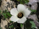 ibiek trojdln - Hibiscus trionum