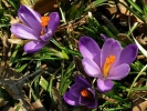 afrn karpatsk - Crocus heuffelianus