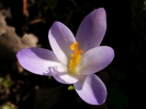 afrn jarn - Crocus vernus