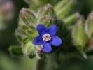 pilt kapsk - Anchusa capensis