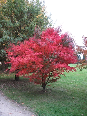 javor dlanitolist Atropurpureum - Acer palmatum Atropurpureum