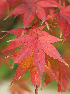 javor dlanitolist Atropurpureum - Acer palmatum Atropurpureum