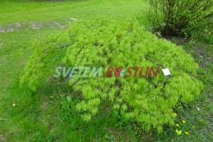 javor dlanitolist Dissectum - Acer palmatum Dissectum