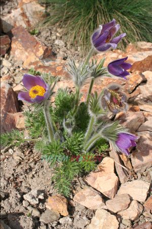 koniklec nmeck - Pulsatilla vulgaris