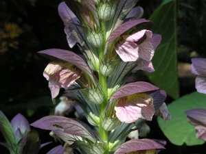 paznehtnk mkk - Acanthus mollis