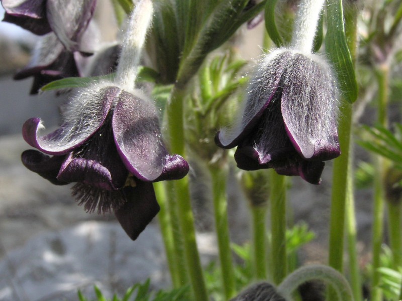 koniklec lun - Pulsatilla pratensis