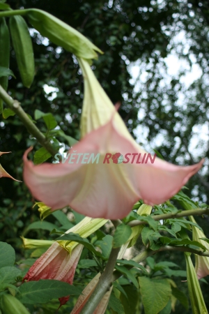 durman suaveolens - Brugmansia suaveolens