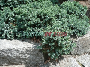 jalovec šupinatý Blue Star - Juniperus squamata Blue Star