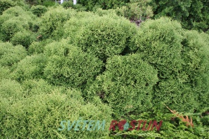 zerav zpadn Tiny Tim - Thuja occidentalis Tiny Tim