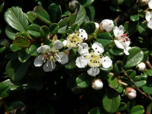 skalnk zimostrzolist - Cotoneaster buxifolius