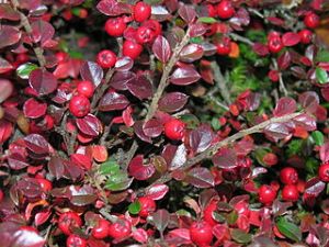 skalnk rozprosten - Cotoneaster horizontalis