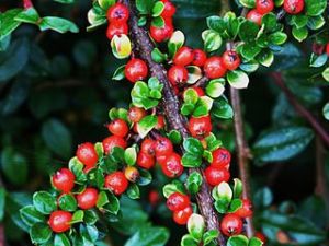 skalnk rozprosten - Cotoneaster horizontalis