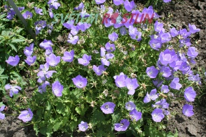 zvonek karpatsk - Campanula carpatica