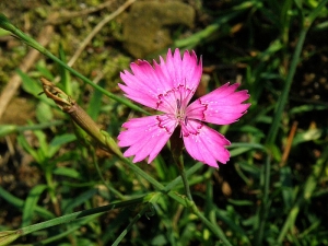 hvozdk kropenat - Dianthus deltoides