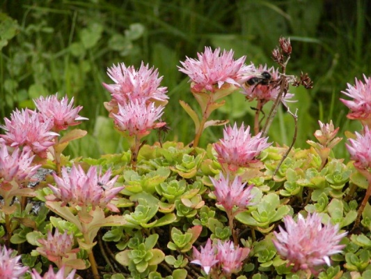 rozchodnk pochybn - Sedum spurium