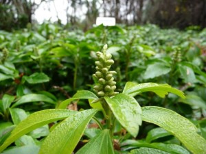 tlustnk klasnat - Pachysandra terminalis