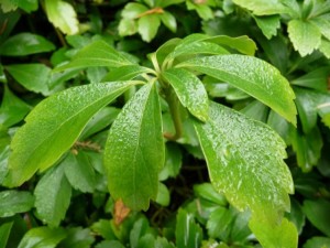 tlustnk klasnat - Pachysandra terminalis