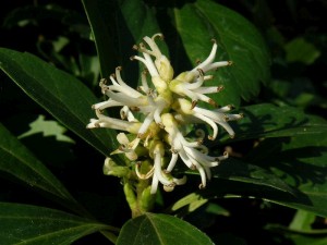 tlustnk klasnat - Pachysandra terminalis