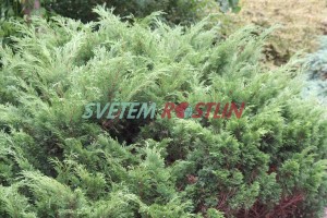 jalovec chvojka - Juniperus sabina