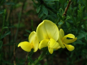 ilimnk praecox - Cytisus praecox