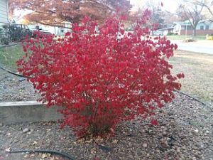 brslen kdlat - Euonymus alatus