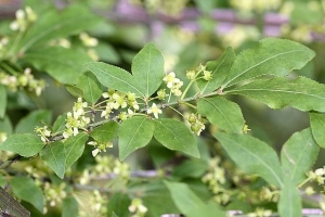 brslen kdlat - Euonymus alatus